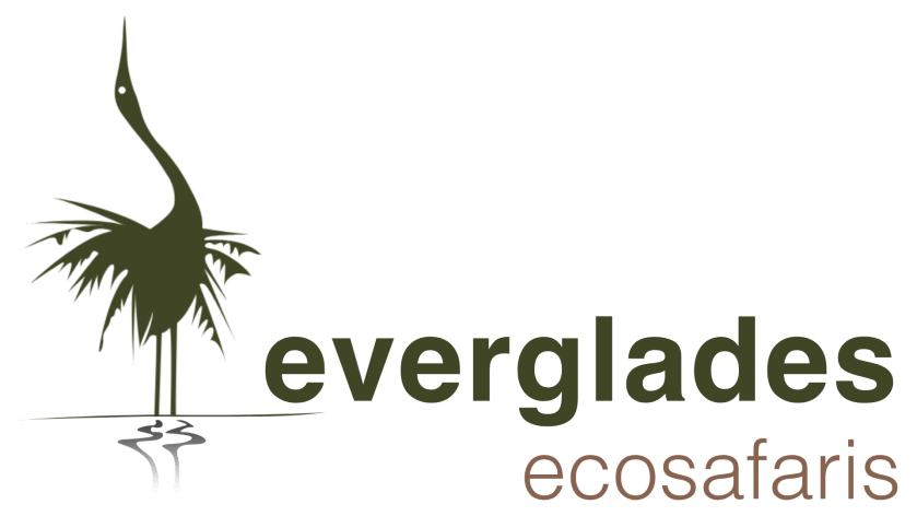 Everglades Eco Safaris