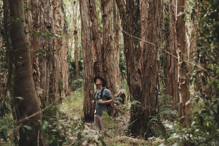 a person standing next to a tree in a forest