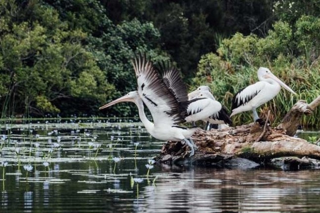 a bird flying over a body of water