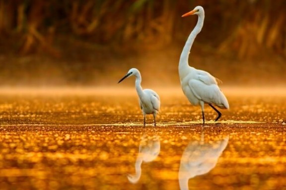 a bird standing next to a body of water