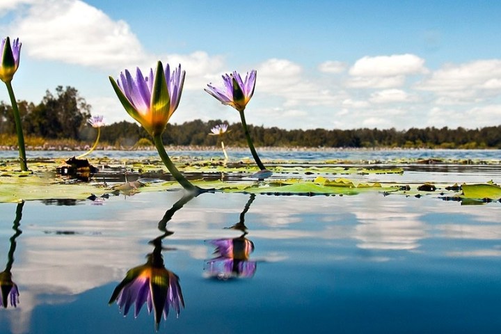 a bird flying over a body of water