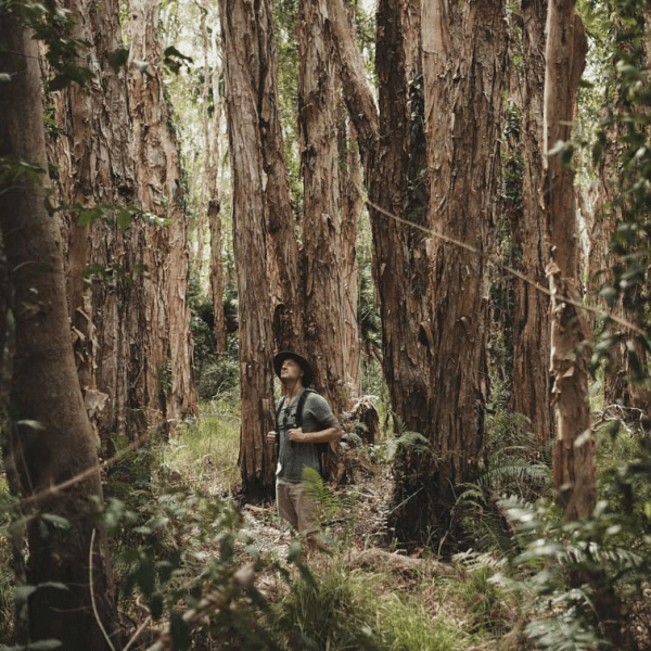 a person standing next to a tree in a forest