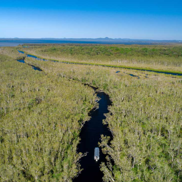 a close up of a lush green field