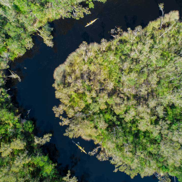 a group of bushes and trees