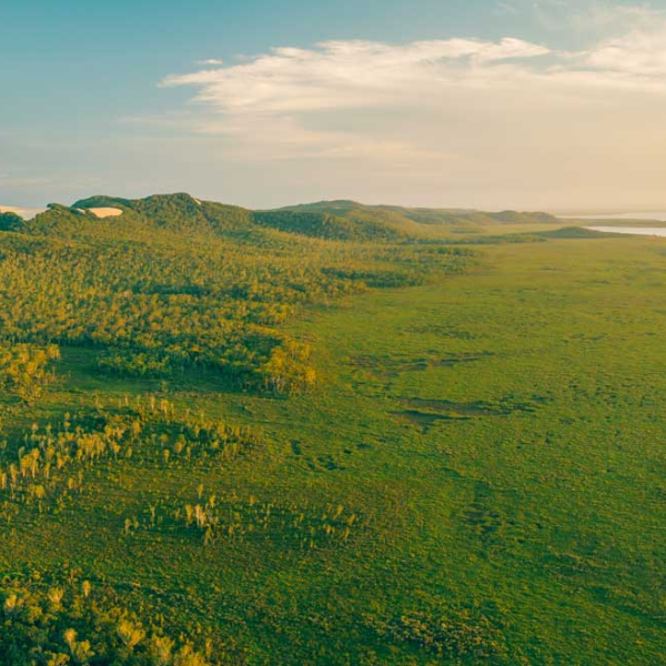 a large green field with trees in the background