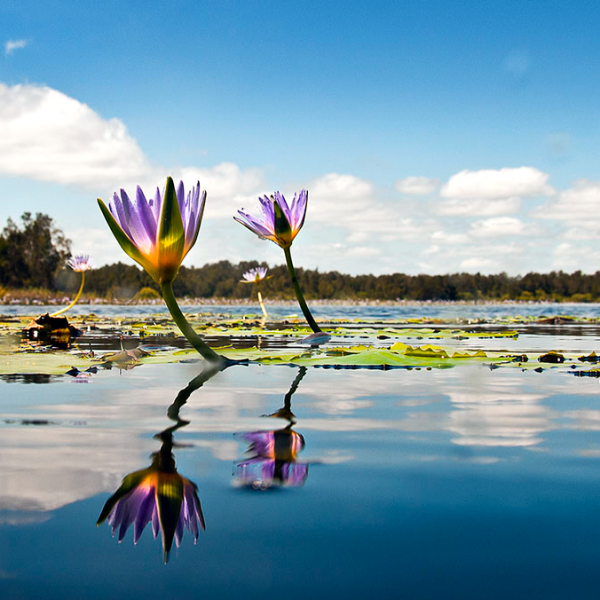 a bird flying over a body of water with a colorful kite