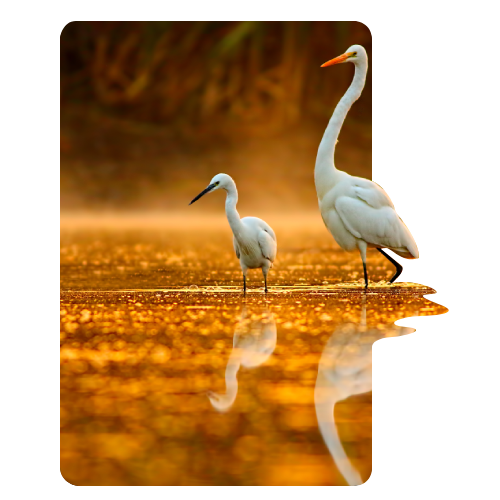 New Project (100) a bird standing in front of a body of water